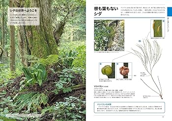 くらべてわかる シダ (くらべてわかる図鑑) | 桶川 修, 大作